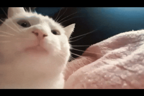 Happy dancing cat